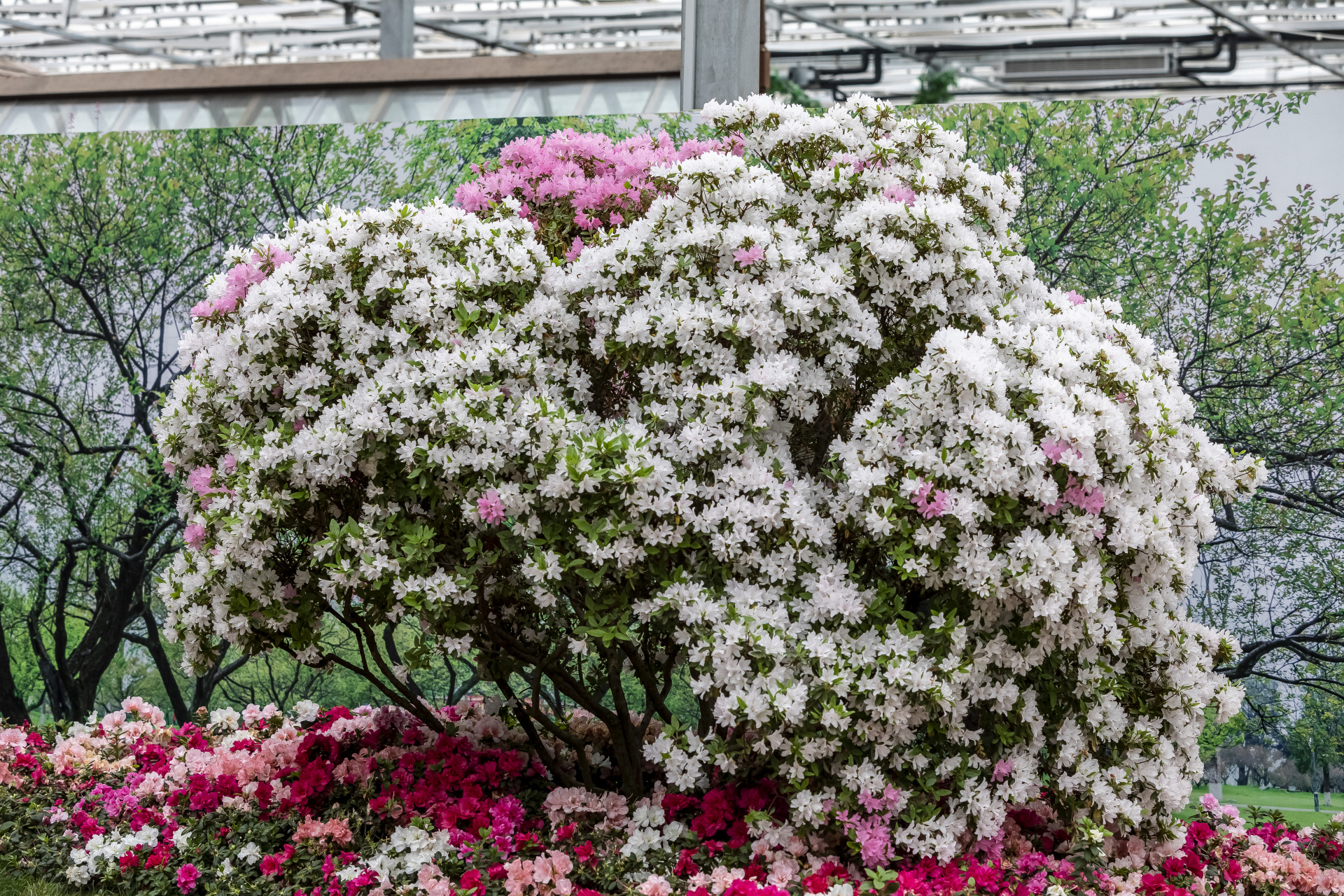 也在等你    五一小长假期间,专程来到日照"2023日照杜鹃花节"现场