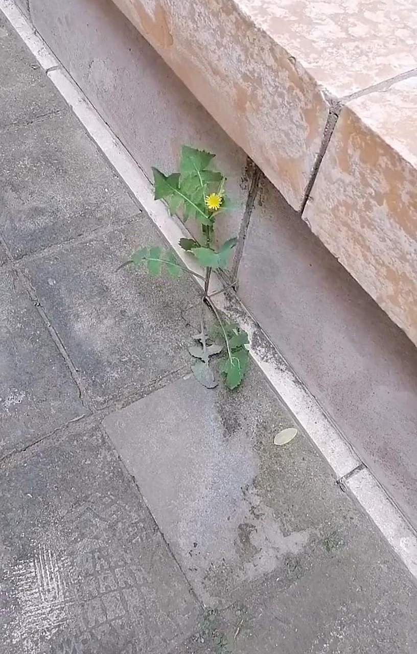 在夹缝中生存的植物,这生命力真是顽强呀!