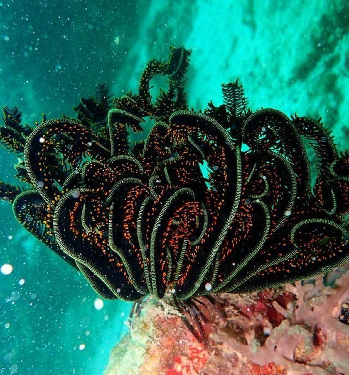 海洋生物-海百合 94始见于早寒武纪世的棘皮动物 99 生活于海里