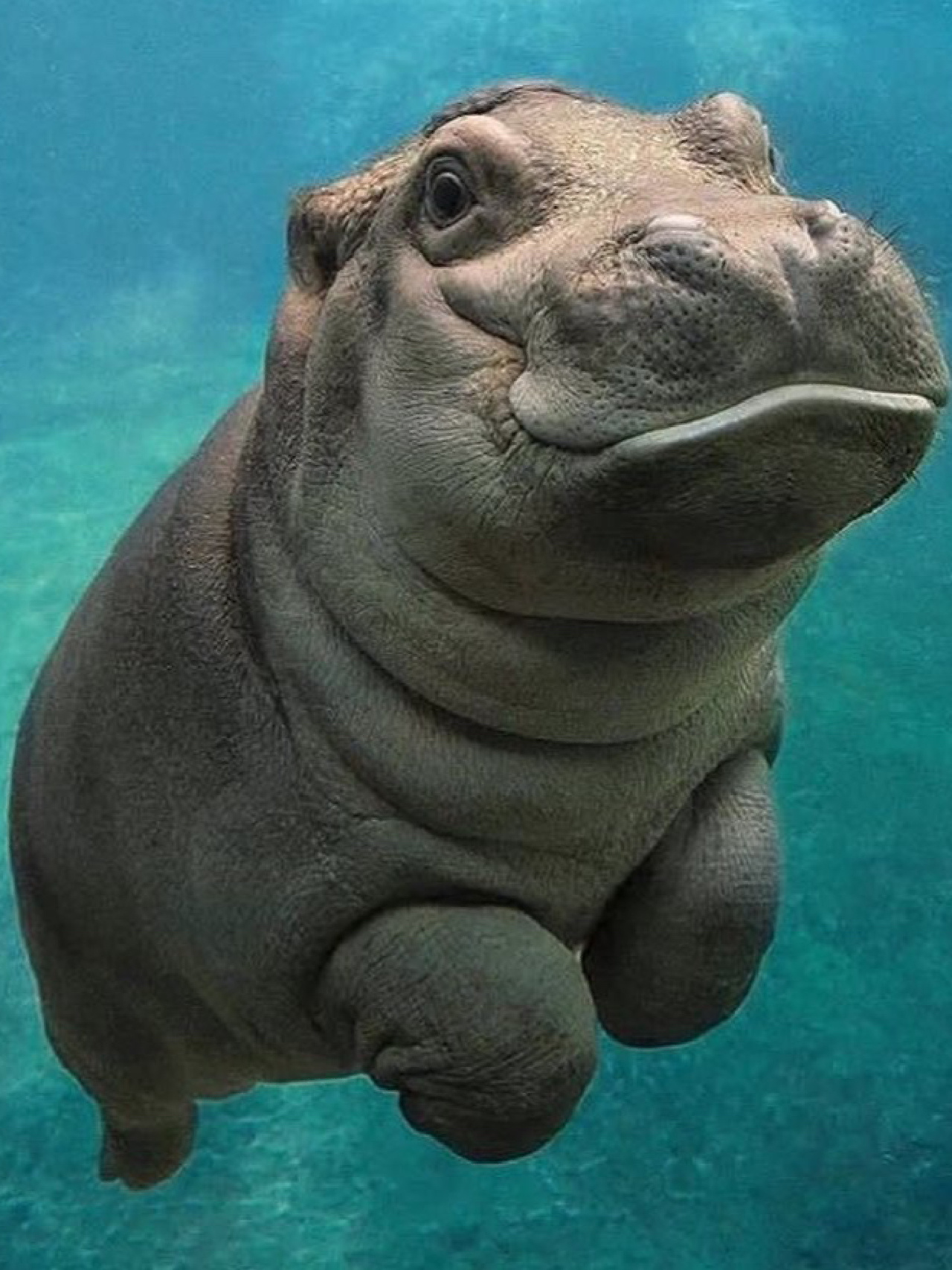 名称:河马 生活习性:河马是一种杂食性哺乳动物,主要以水生植物为食