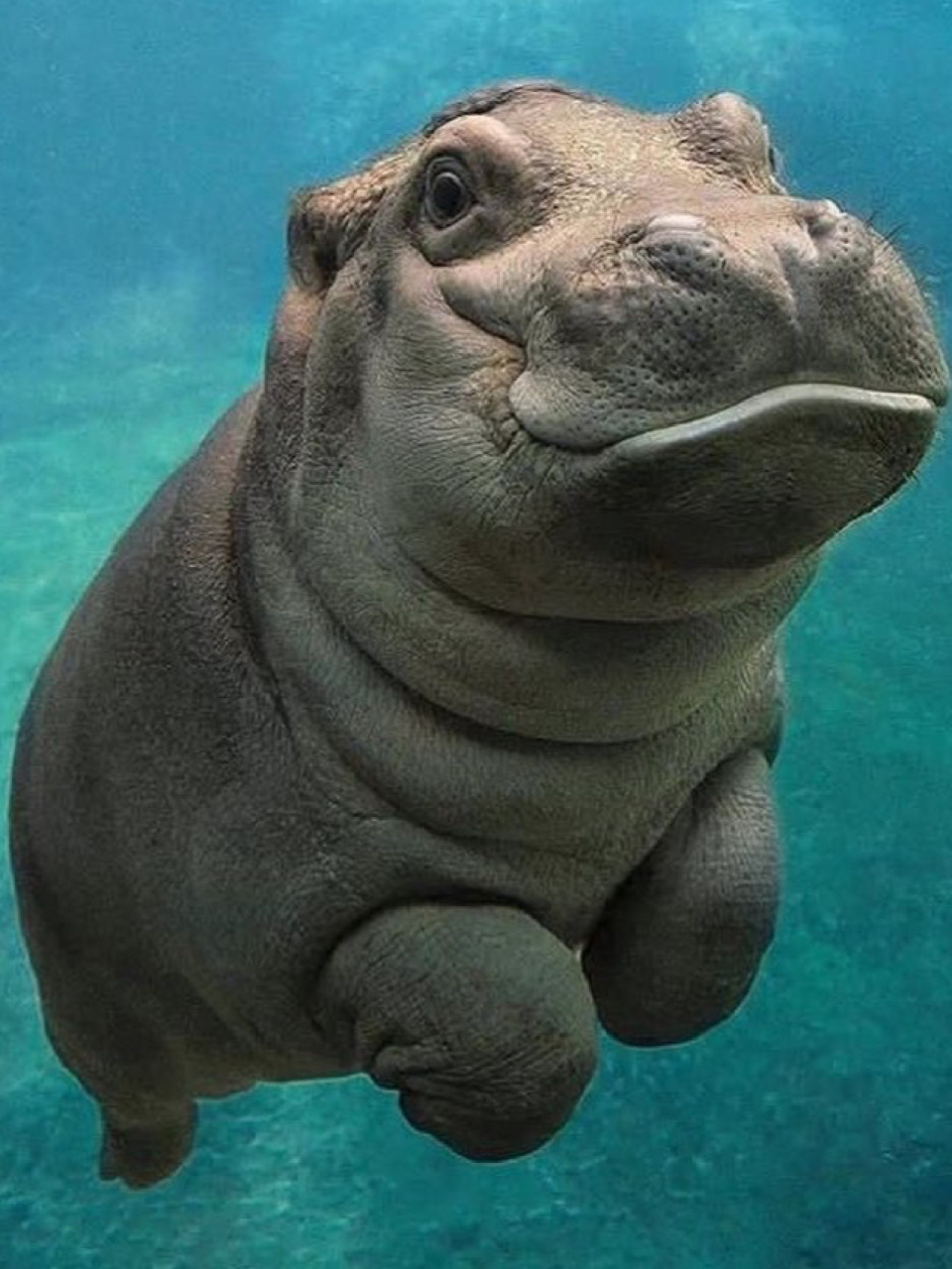 96名称:河马 96分类:动物界,脊索动物门,哺乳纲,真兽亚纲,鲸