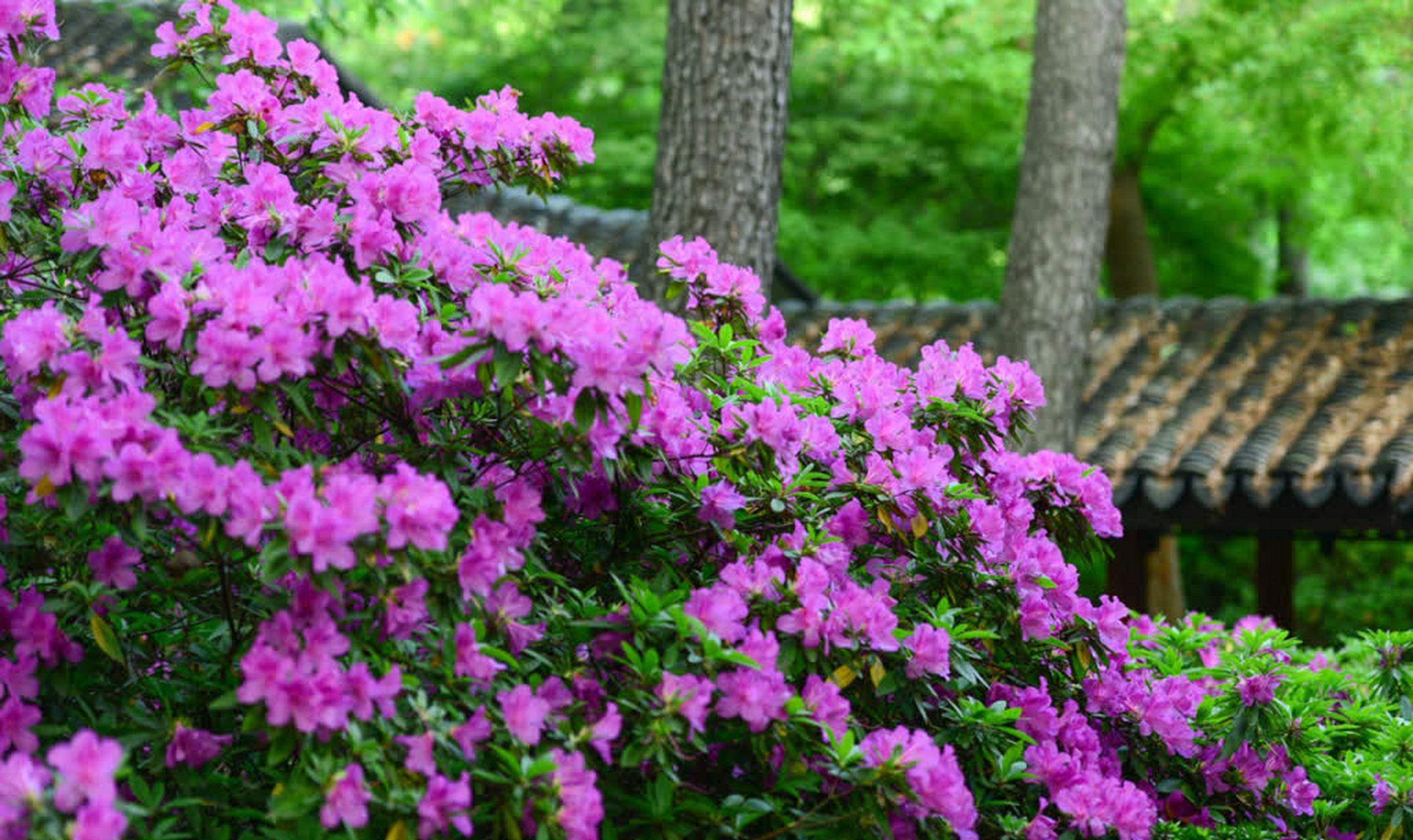焦点/江苏无锡:春天,杜鹃花在花园里绽放.