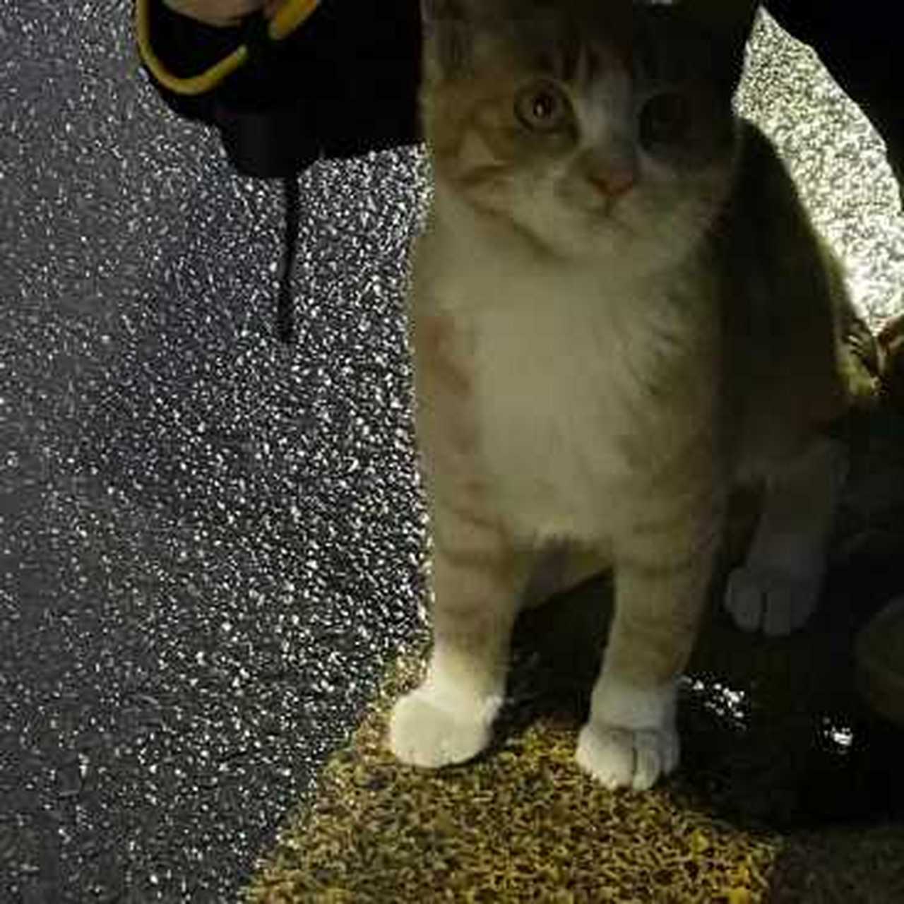 小猫猫一只猫在大街上淋雨,突然有个好心的姑娘给它撑了伞,猫猫表情