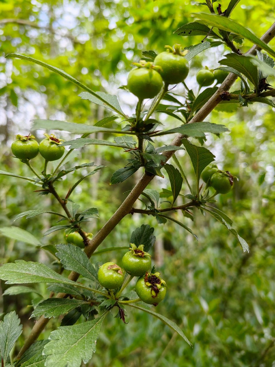 山上的野果,野石榴 小时候的零食,我们叫它野石榴 你们叫它什么了,吃