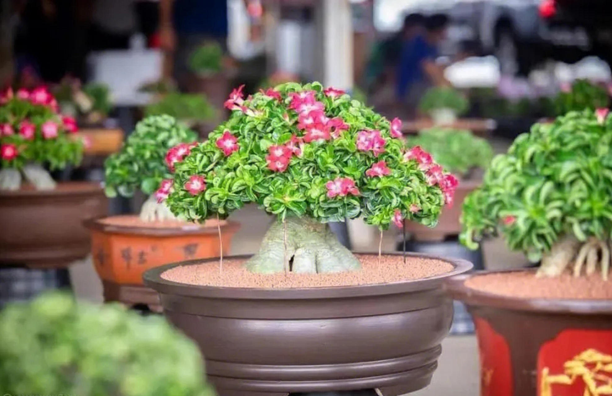 喜阳耐晒植物都有共同的特点:生命力顽强,可以储存的水分,不用精细管