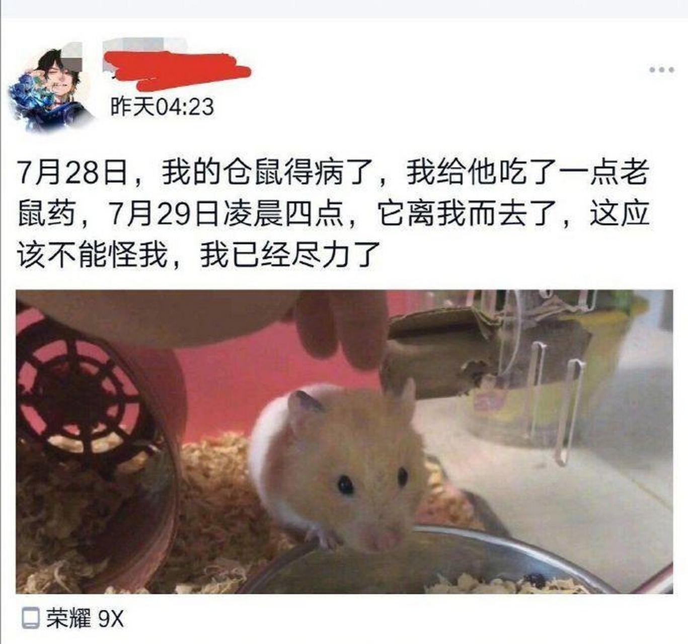 仓鼠被冻死的姿势图片