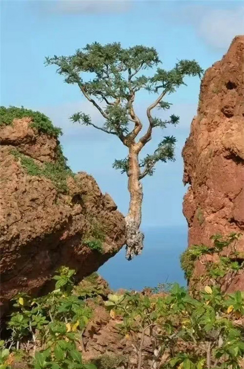 很励志的一棵树 你要自我放弃,神仙也救不了 你要成长,绝处也能逢生