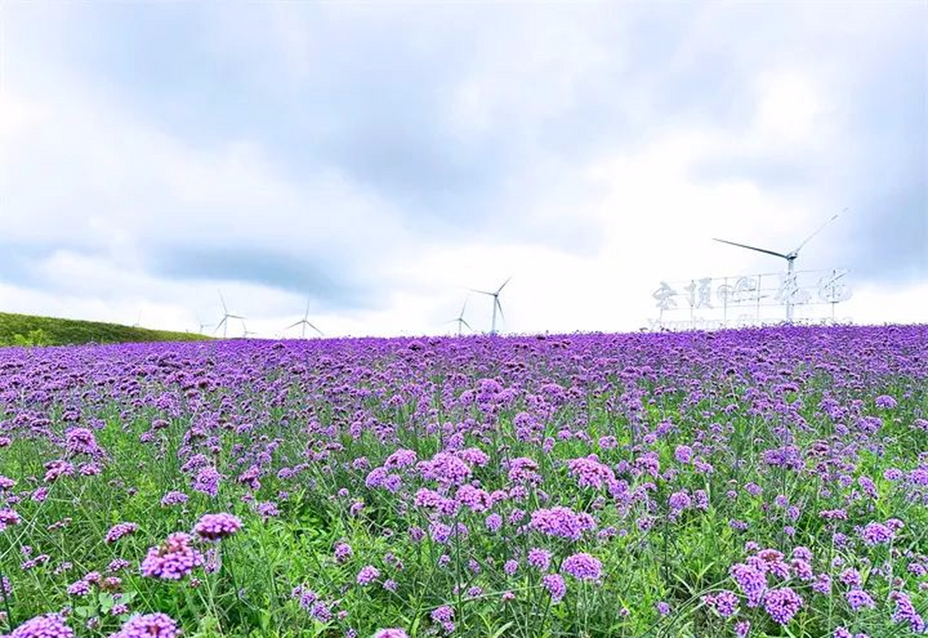 高坡云顶花海位于贵阳市花溪区,是一处迷人的花海景点,主要游玩时间