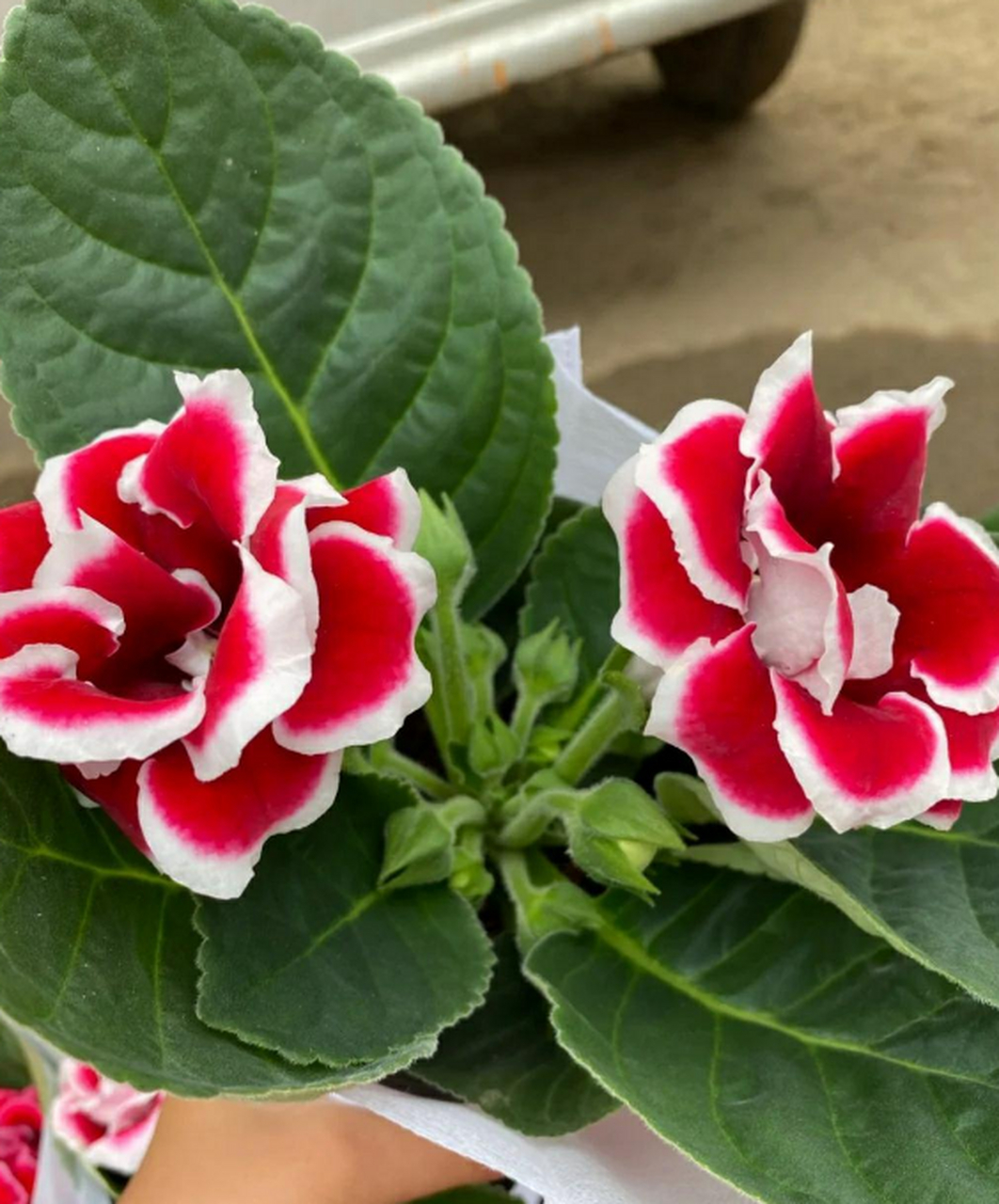 大岩桐的花色非常漂亮,艳丽,花朵娇大,贵气感十足,花量特别多,一棵