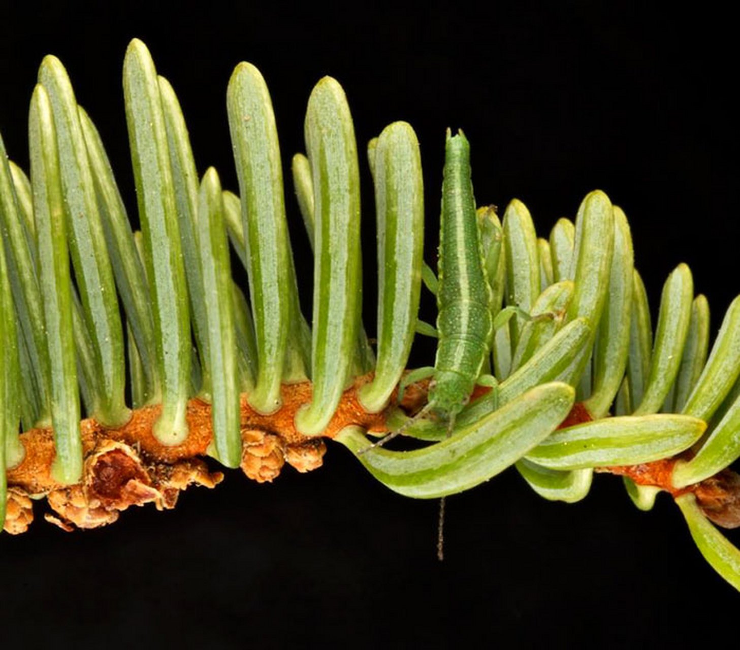 动物界的伪装高手——竹节虫.