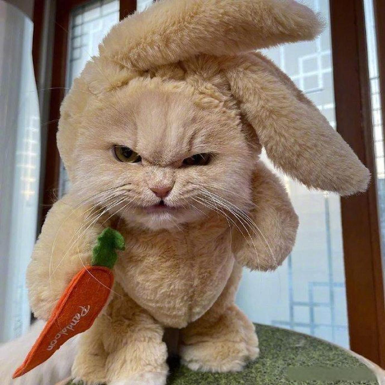 这是谁家的小兔子这么凶啊!