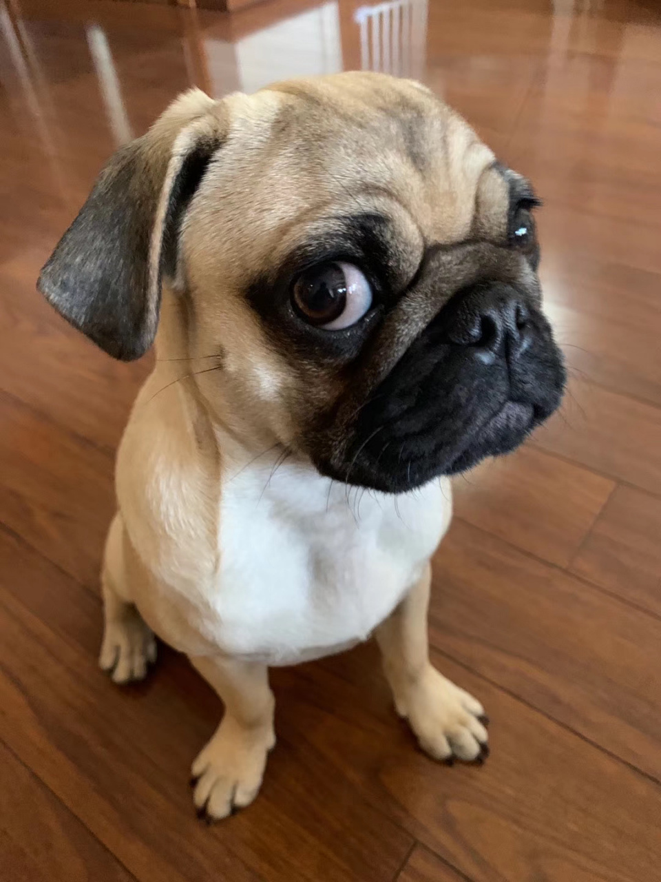 现在开始有些认人了,我把她放在妈妈家两天,我刚走没多久,她就