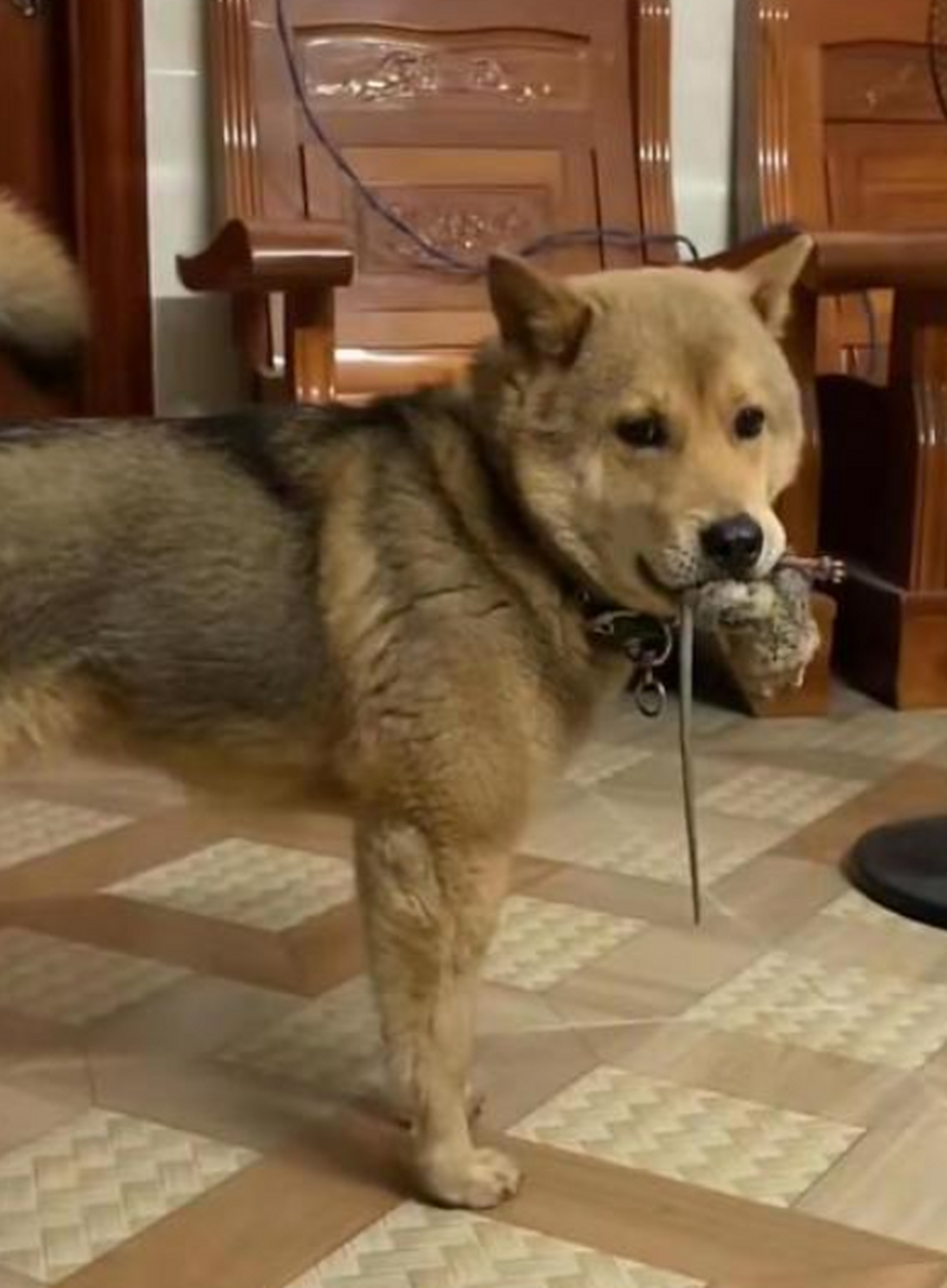 说你狗拿耗子多管闲事你还不信,拿回来干啥邀功么