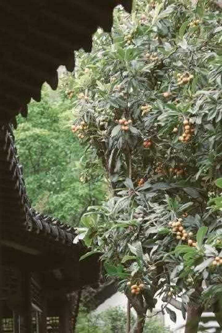 唐 · 陆希声 】[舔屏] [你懂的] 小圃初晴风露光,含桃花发满山香