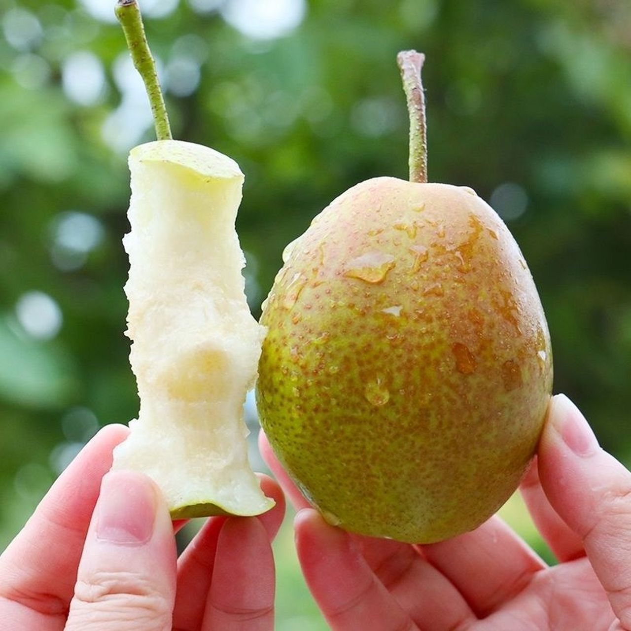 梨梨子皮薄超甜正宗香梨批发10斤薄皮水果新鲜应季水果红香酥梨【推荐