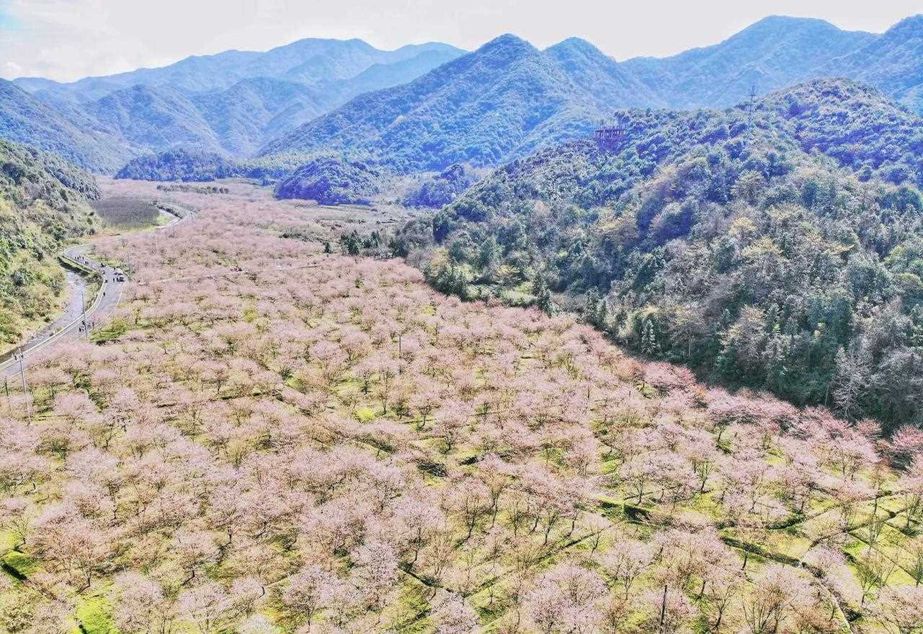 章镇张村樱花谷图片