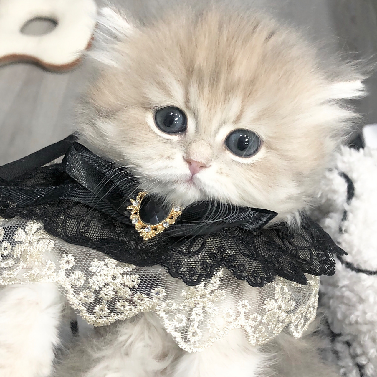 超可爱蓝金猫猫头像分享 呜呜呜我们蓝金长毛妹妹太可爱了 这样的猫猫