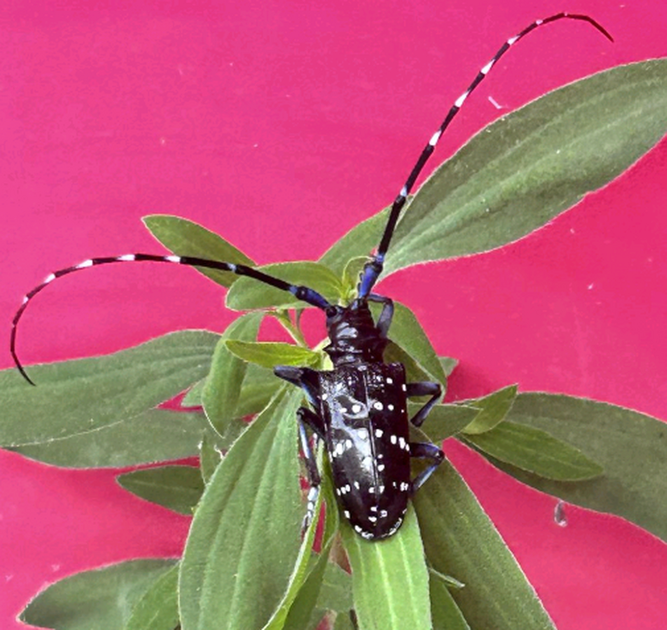 我还以为是大蜘蛛呢,结果是个大天牛