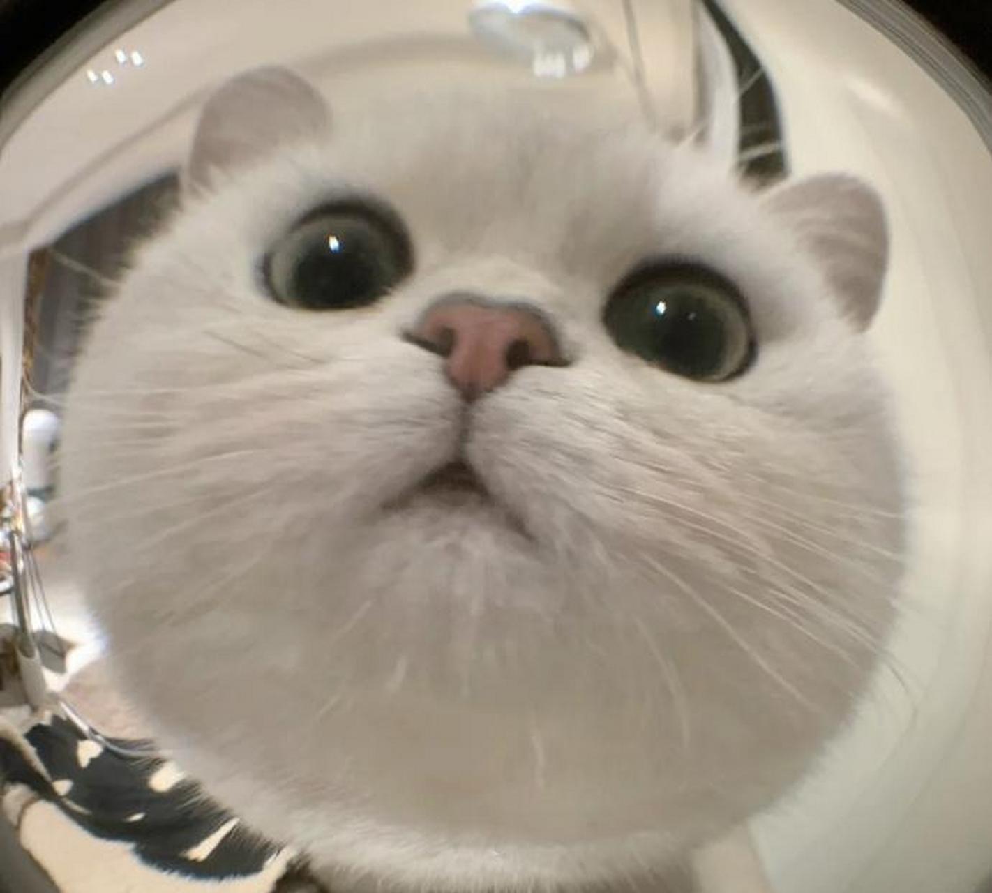 可爱猫咪和狗狗头像