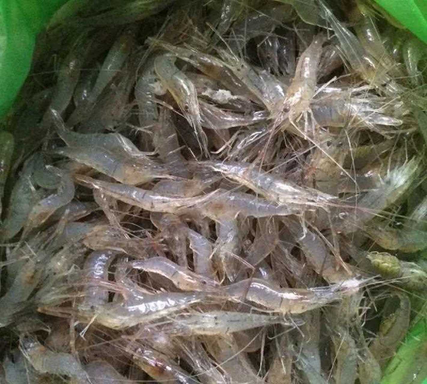 不管去市场还是去码头,见到最多的就是这种小虾米