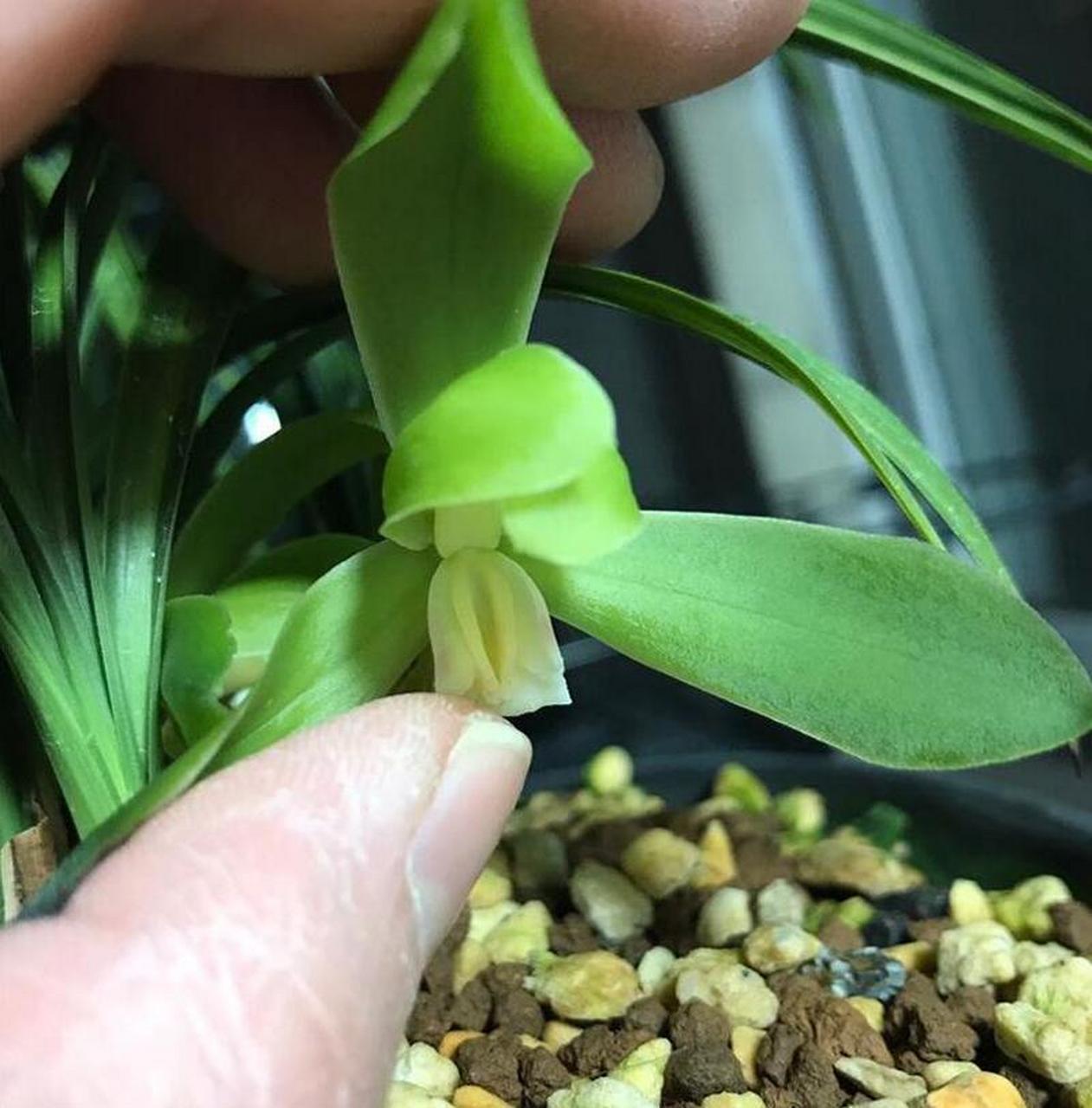 春兰老月佩勤草勤花,今年特意留了一大盆想春天赏花的,无奈前几天寒流