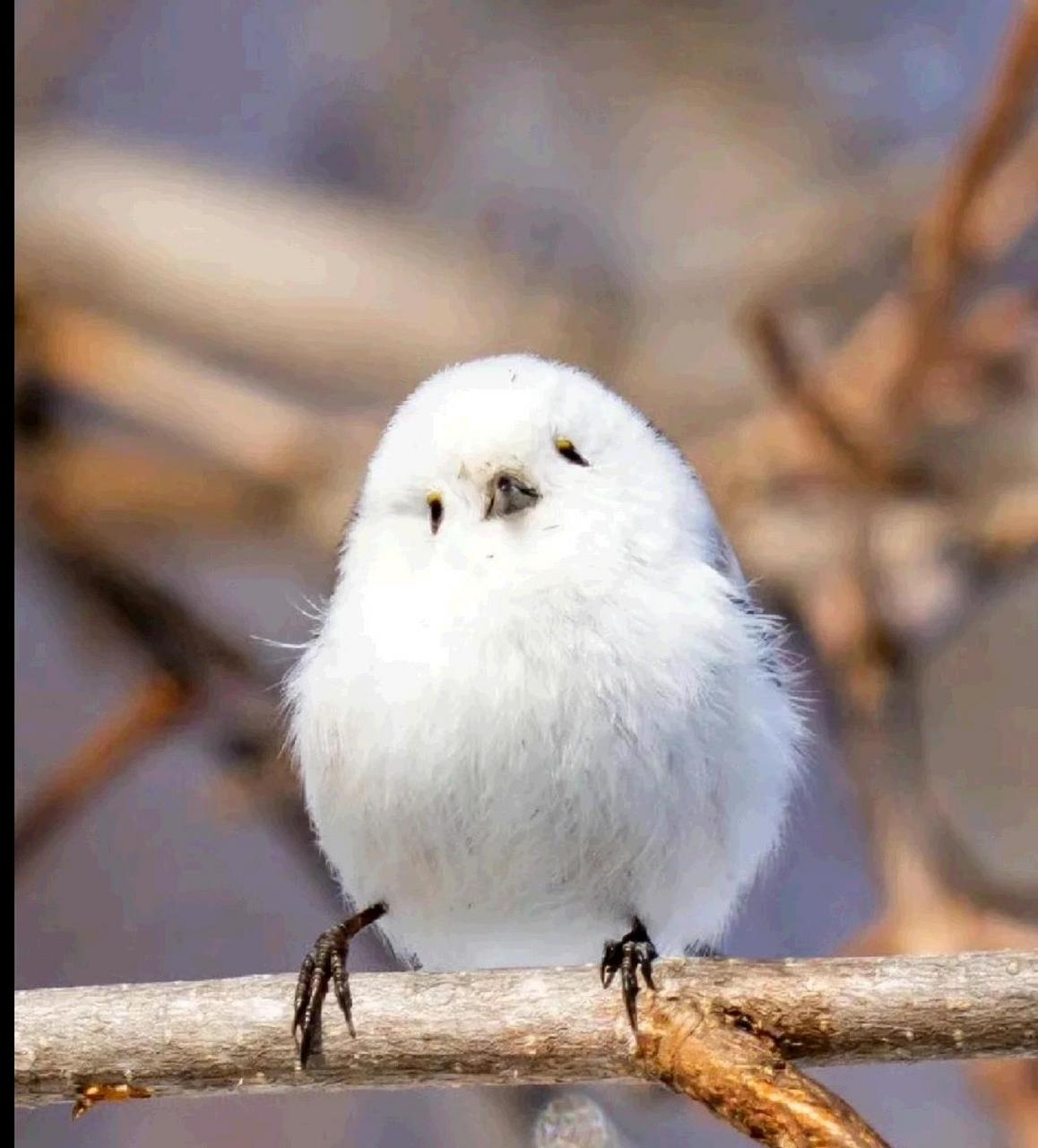 小肥鸟歪头杀[爱你][鄙视]