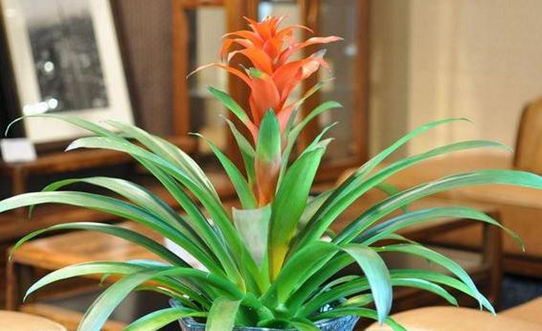 第一种,金钱树[没眼看] 金钱树是十分常见的室内盆栽绿植,这种植物