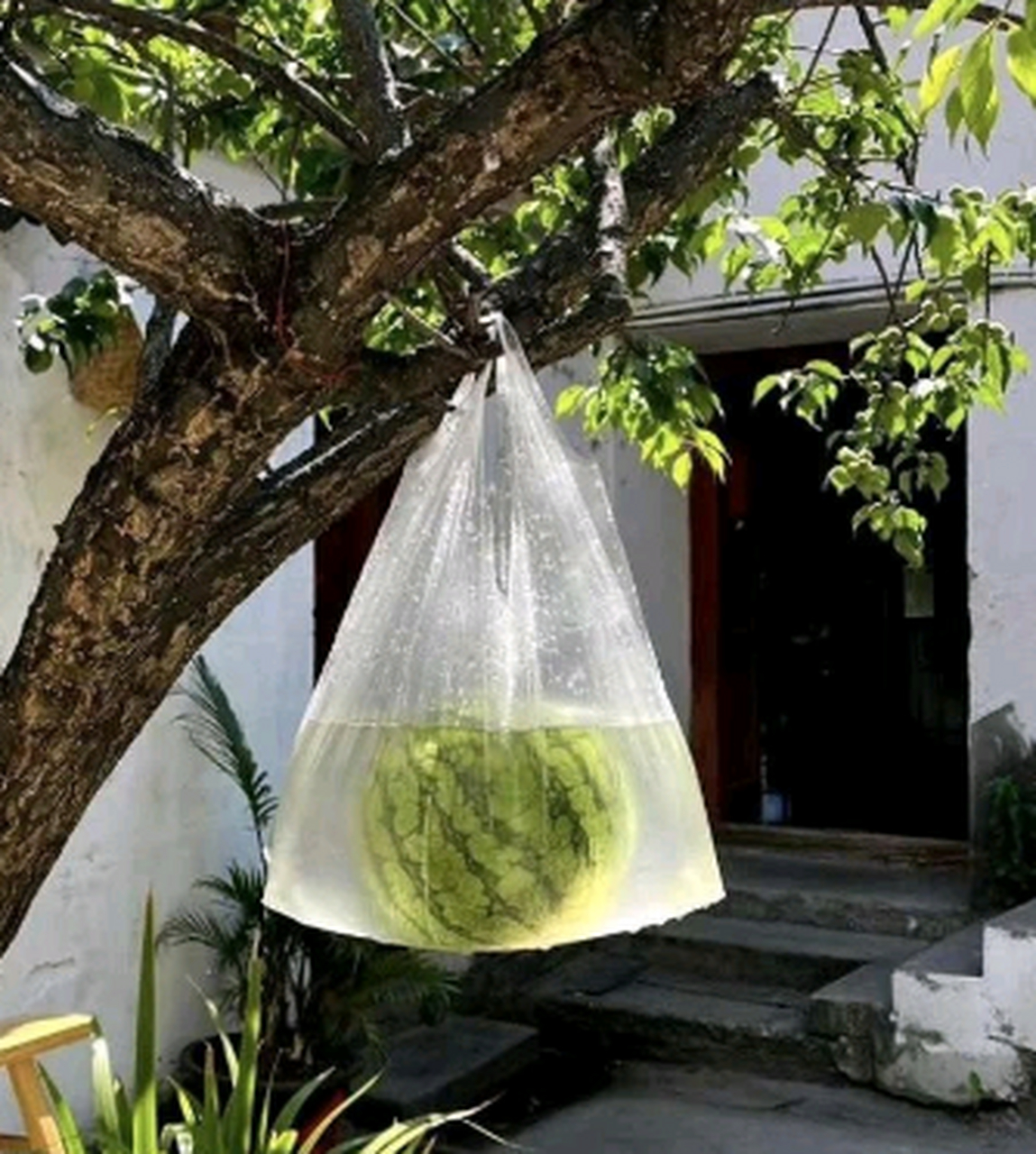 想不懂,为啥西瓜要放在塑料袋里晒着