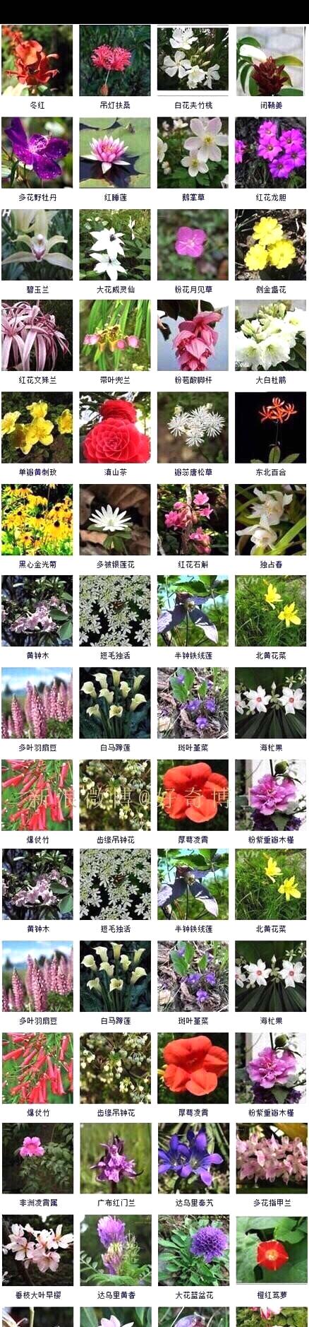 gif创作人# 看图识花名,转走备用吧! 头条家居