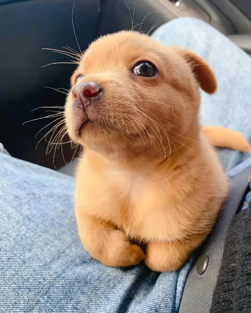 工地捡到小狗狗,收养后每天折手手卖萌,太可爱了! 67