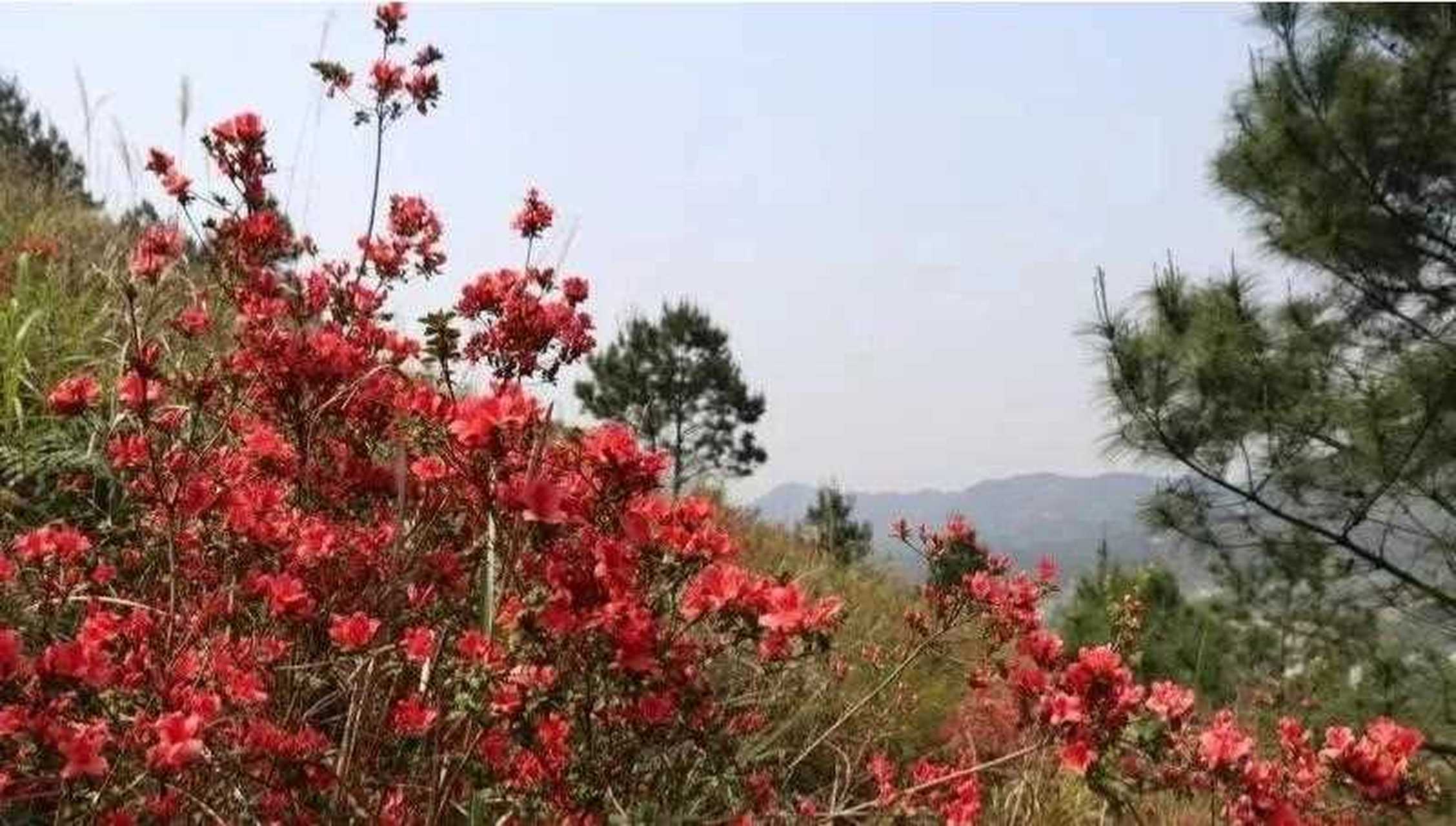 平南丹竹雷公山旅游区图片