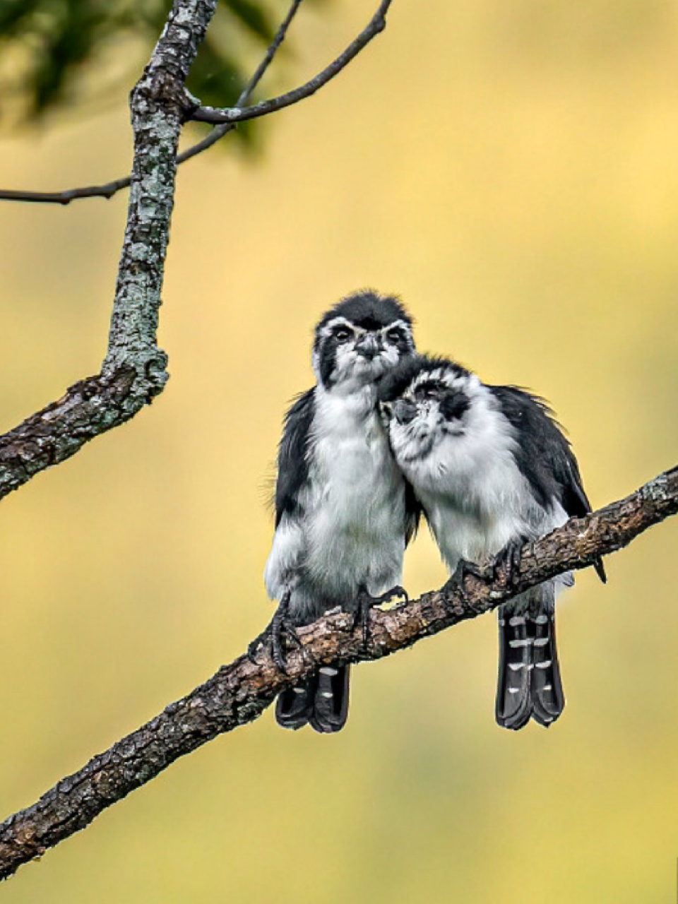 每天陪孩子一起瞧动物 名称:白腿小隼 分类:动物界,脊索动物门,鸟纲