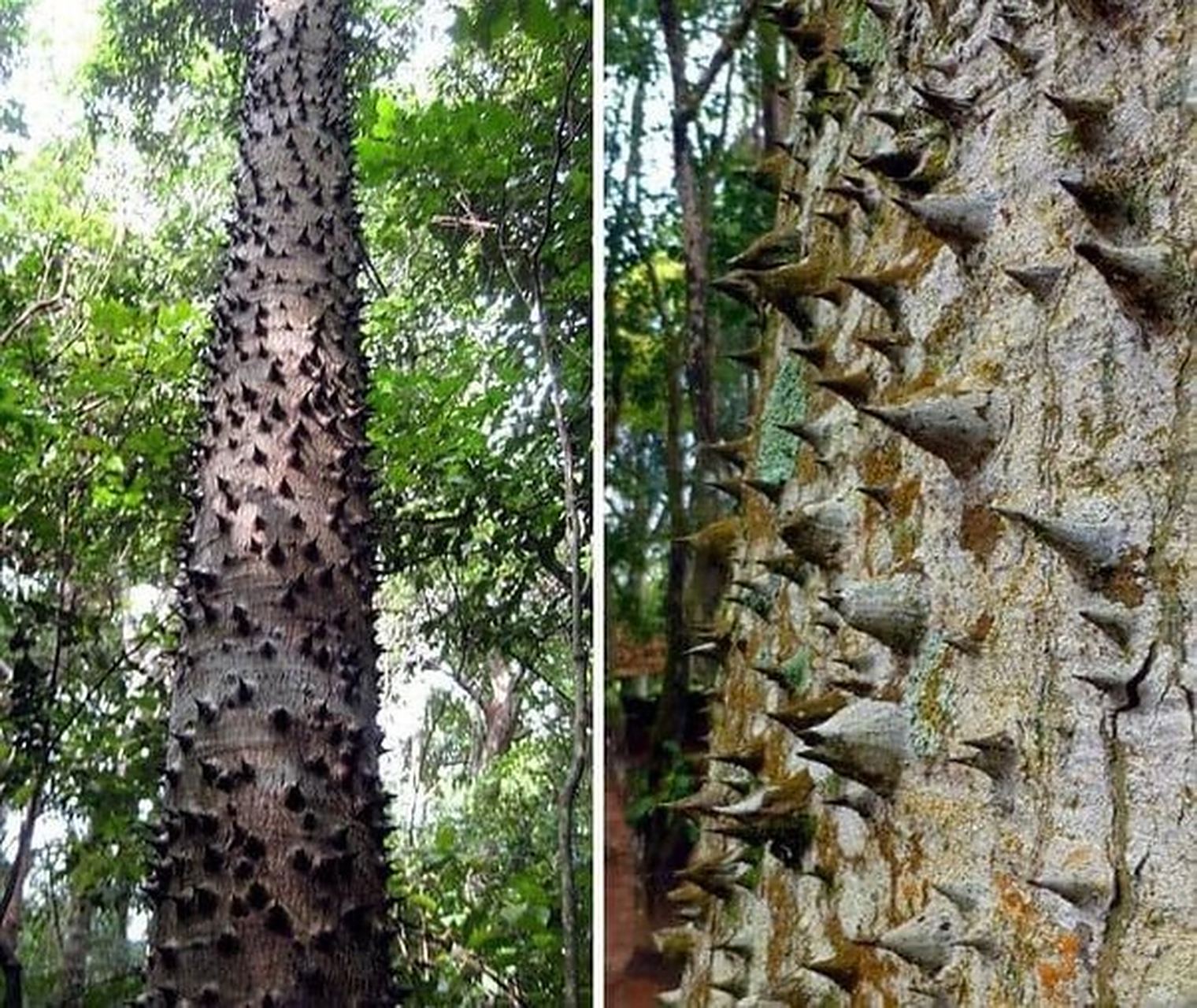 沙箱树也被称为"炸弹树",因为它生长着爆炸性的果实.