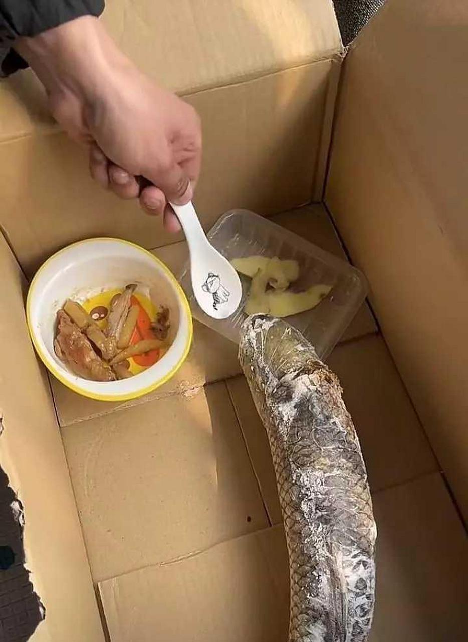 网友:自己养的鱼好几天了不吃不喝可把我给愁坏了