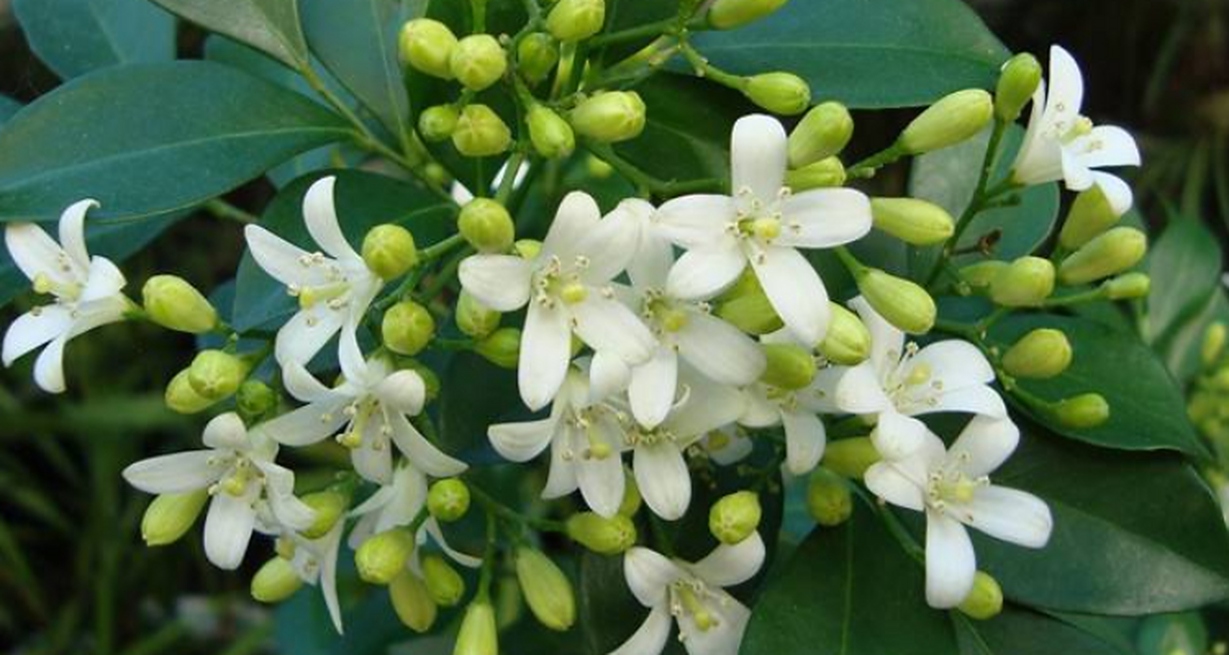 九里香为什么被称为鬼树  九里香为什么被称为鬼树,有以下几方面原因