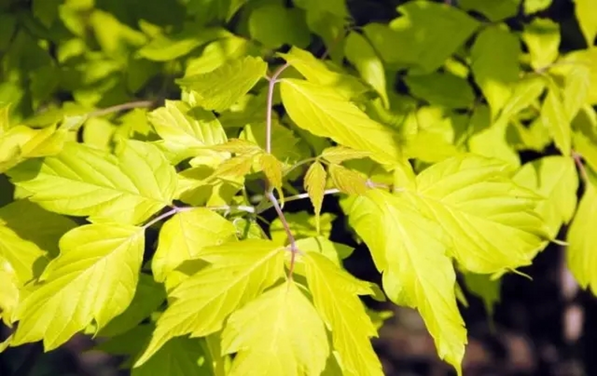 复叶槭与金叶复叶槭区别(金叶复叶槭是乔木还是灌木)