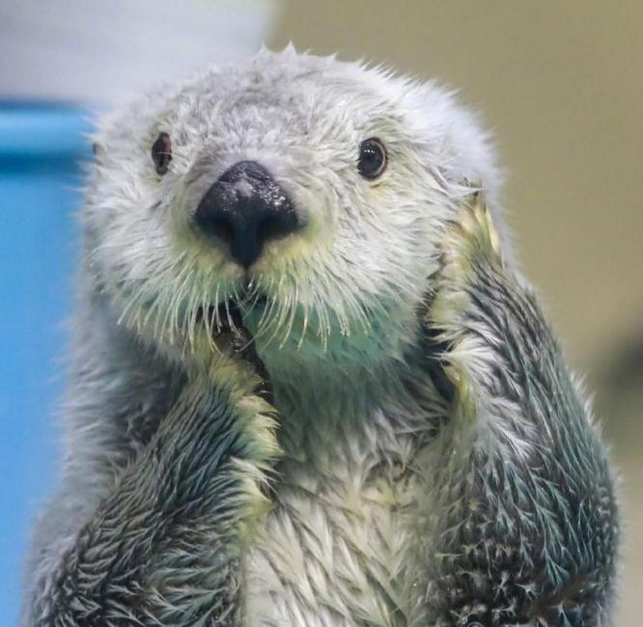 会"搓脸"的小海獭真的太萌了吧!#搞笑萌宠