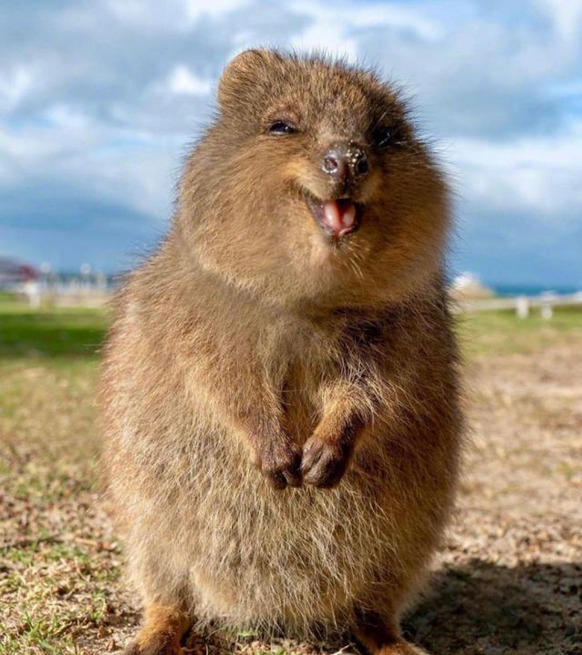 呆呆萌萌短尾矮袋鼠,ins上全是它们的美照,才发现它们的小表情好丰富