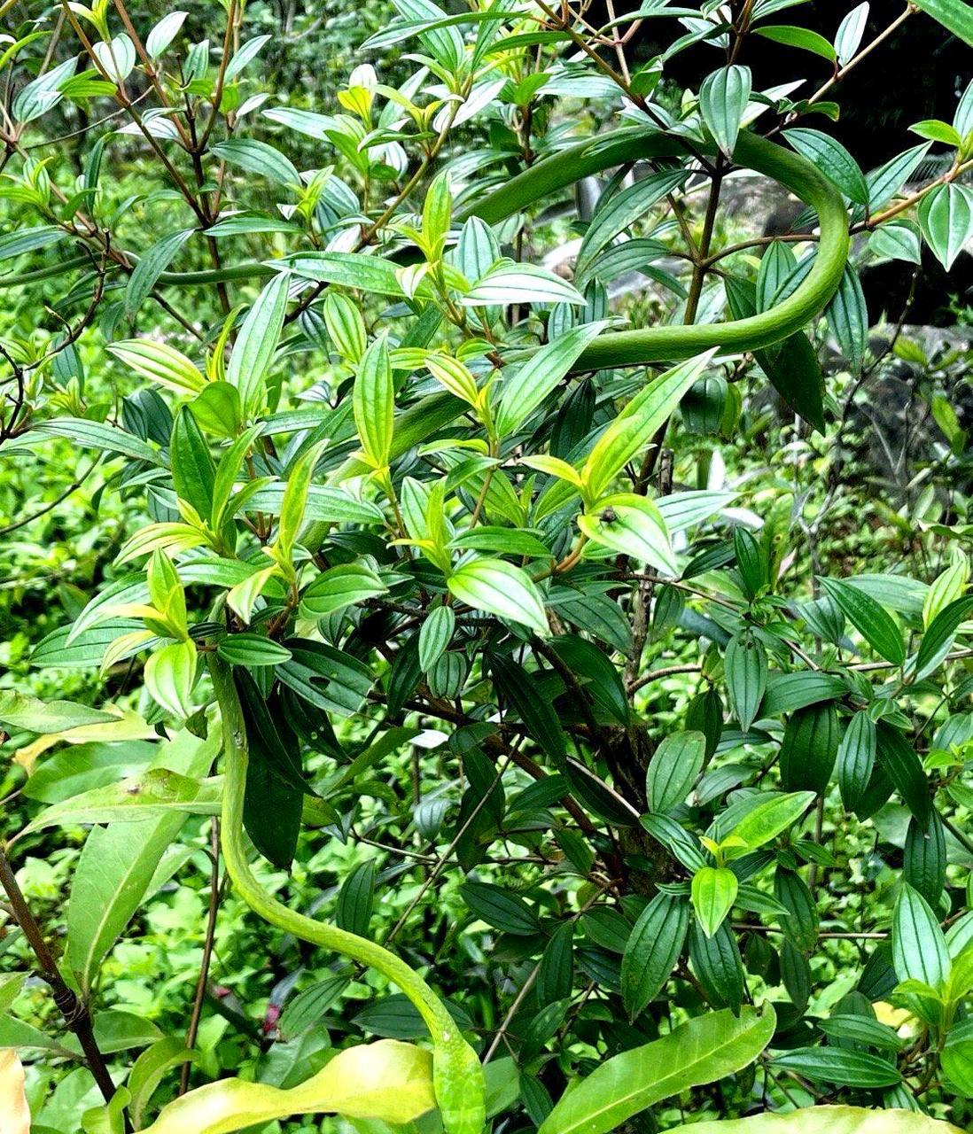 我终于看到了一条活生生的绿瘦蛇.