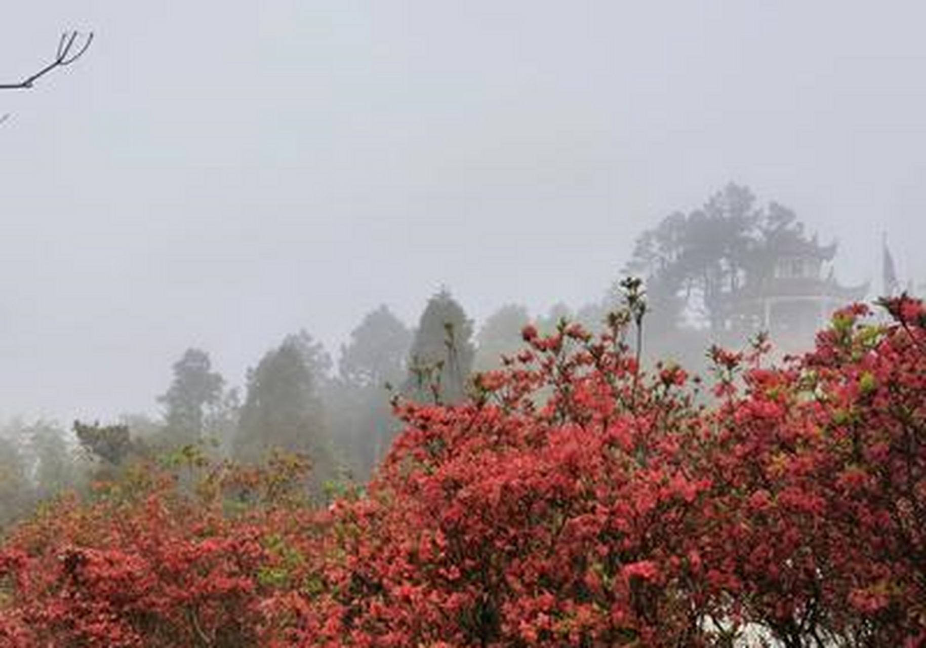 美丽福州30  闽侯最佳赏花地马岚山,漫山杜鹃已红透半边天啦!