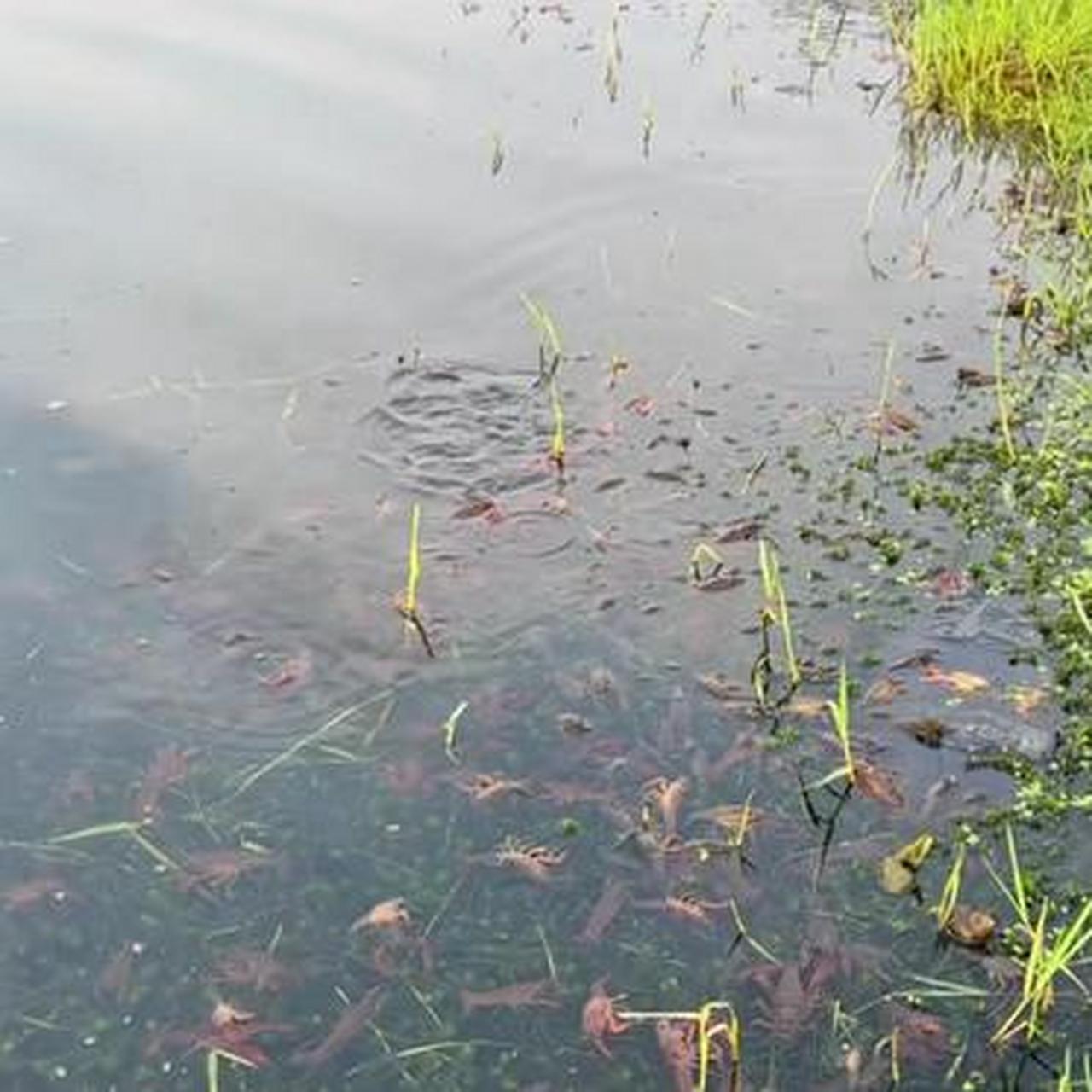 臭水沟小龙虾图片