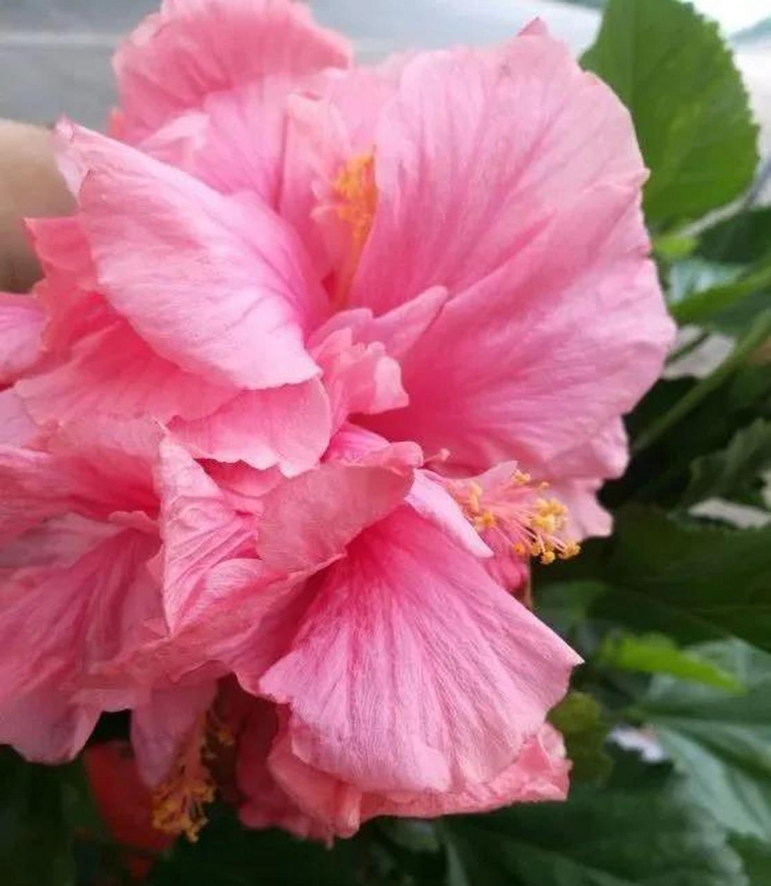 扶桑花可以说是一种很多人都特别喜欢的植物,它的植株开花之后,是红色