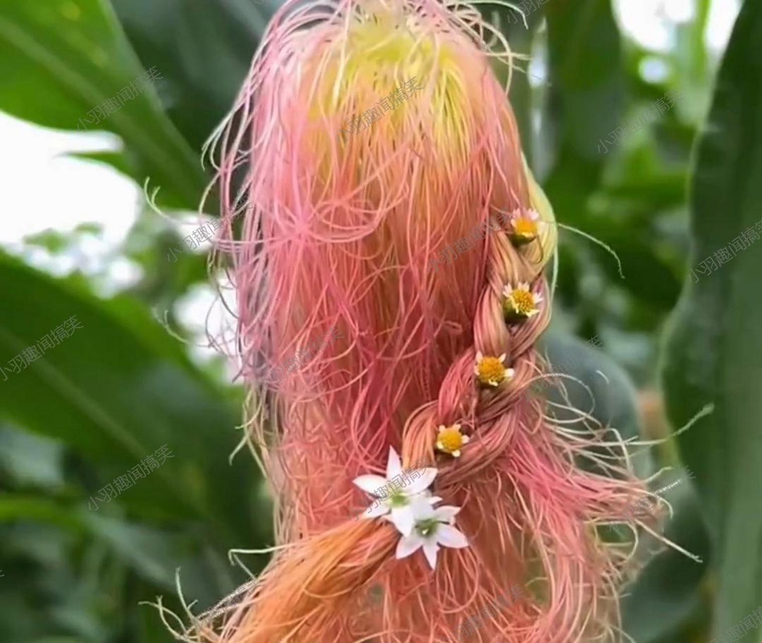 哇塞,这个玉米胡须真的太有趣了!生活中真是处处都有美好的发现呢91