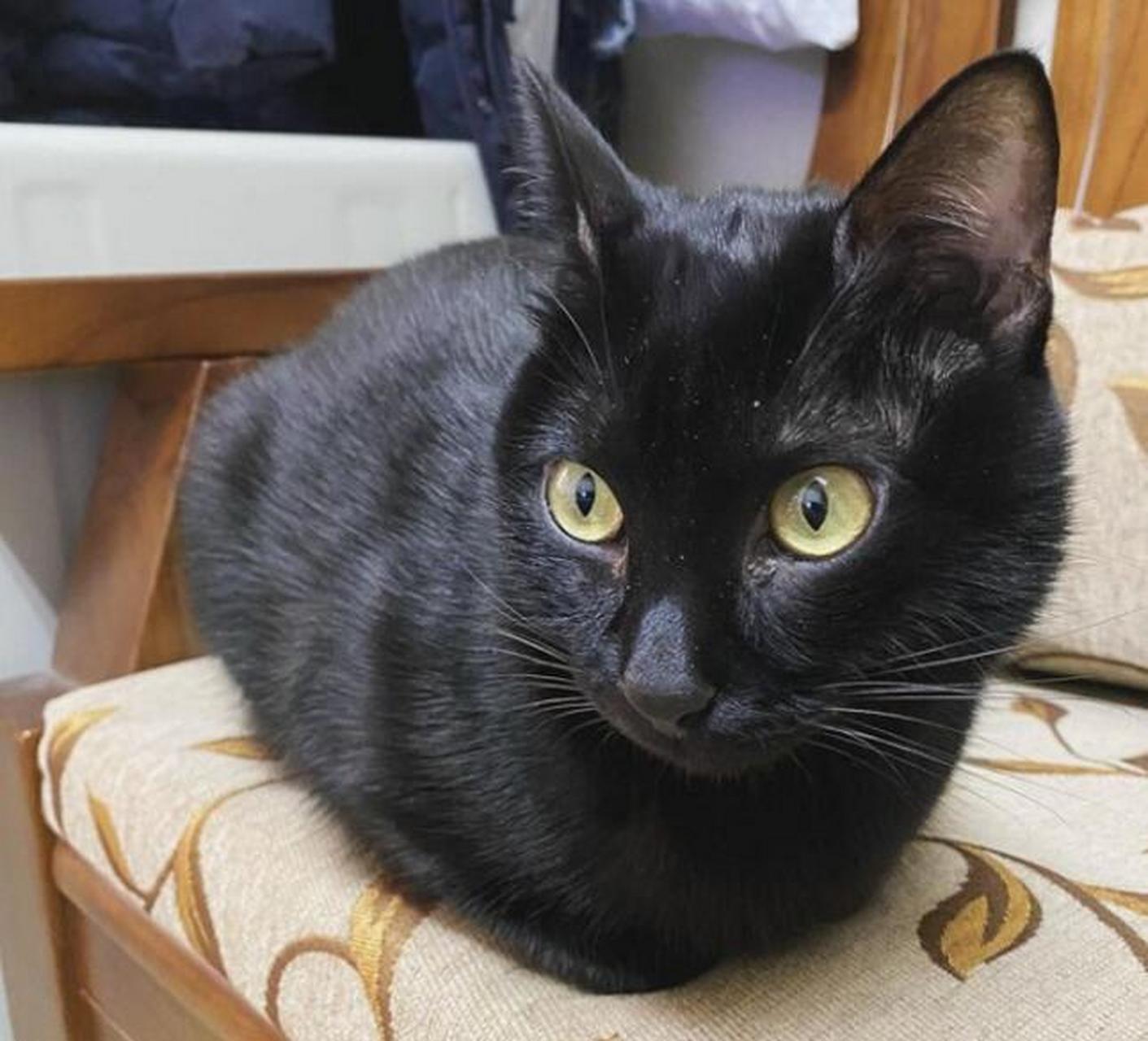 这家猫的腿简直太太太太太太太长了吧!#猫咪# #大长腿