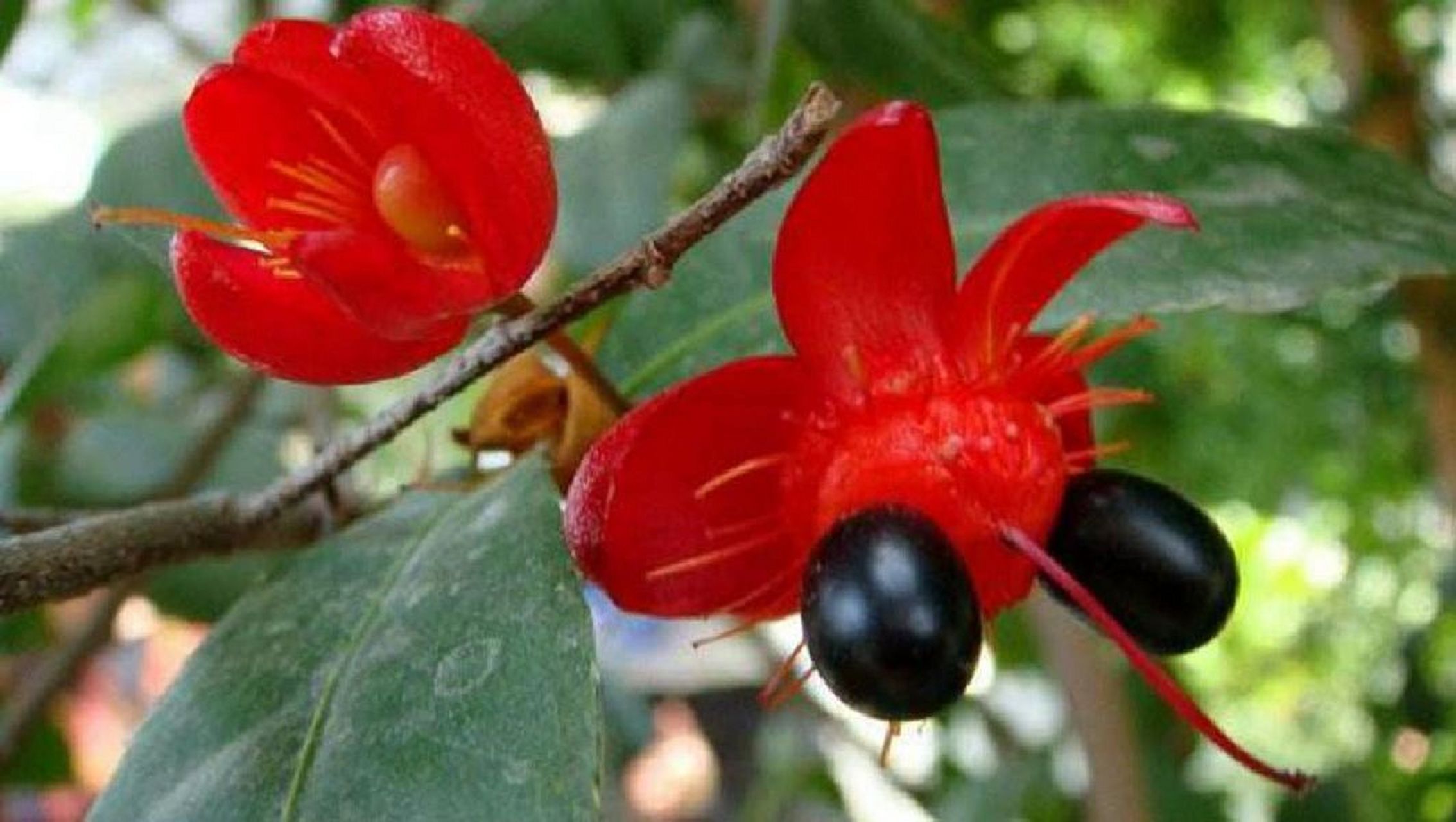 像不像米老鼠 桂叶黄梅 常绿灌木植物 树干修长,树皮褐色,枝叶较稀,叶