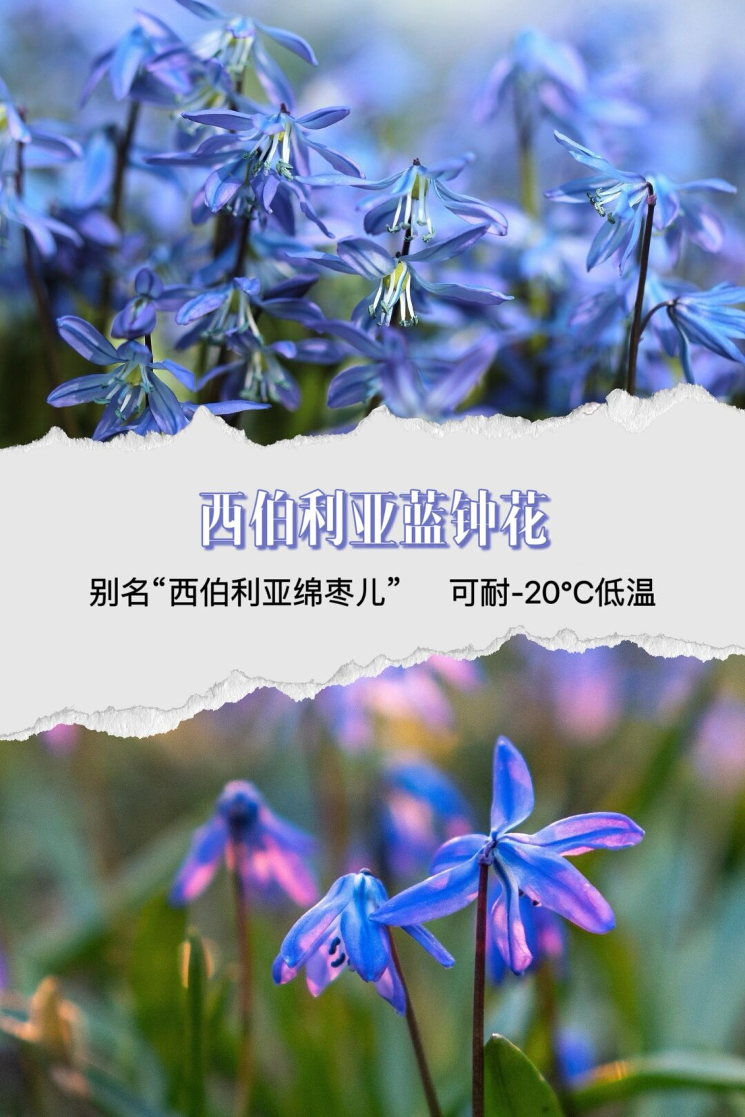 西伯利亚蓝钟花,又被称为西伯利亚绵枣儿或西伯利亚