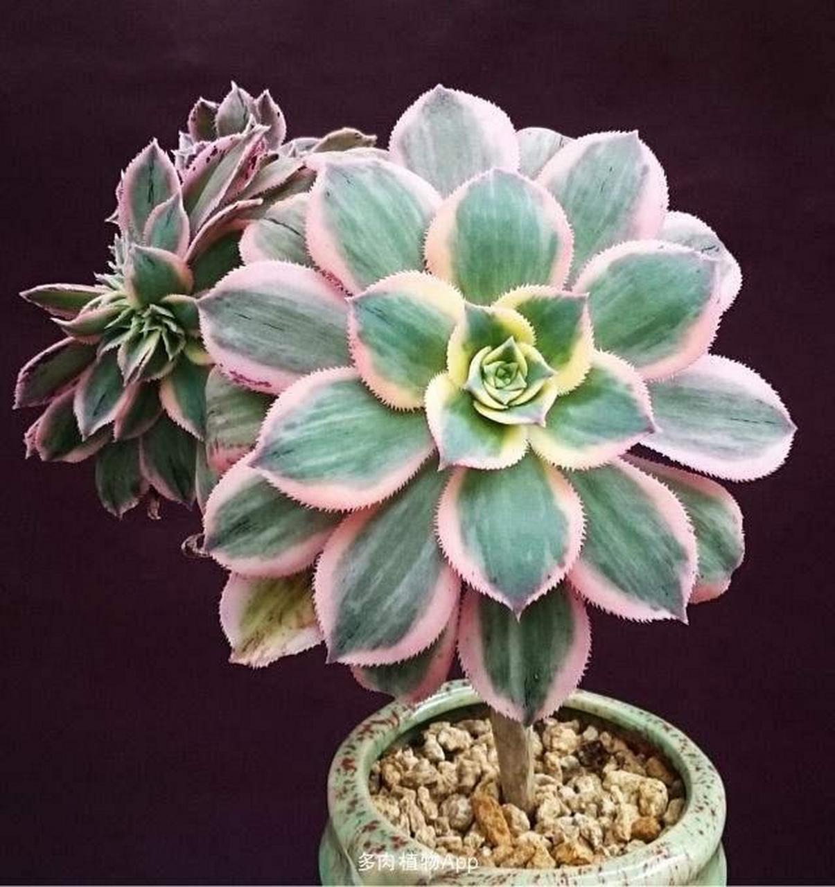 今天给大家介绍是法师是独眼巨人,梅花珀迪,灿烂.