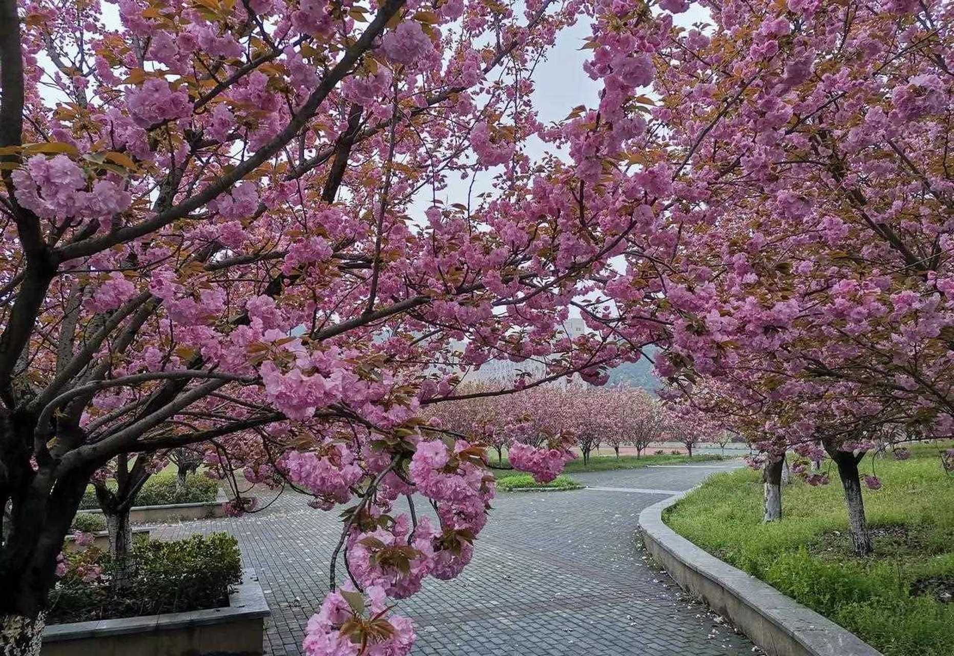 我和我的家乡,十堰大学樱花 [羊驼]