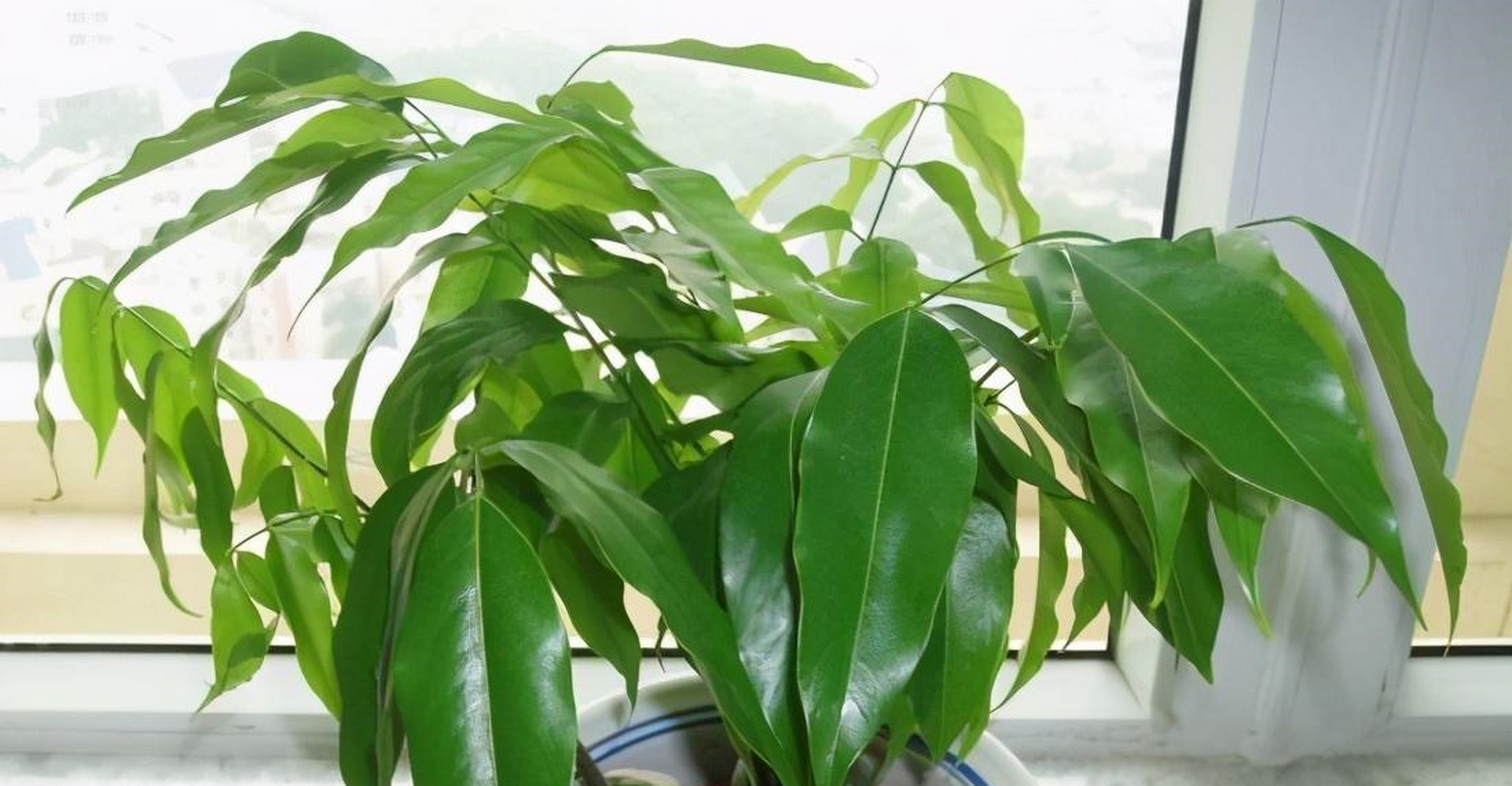 办公室花卉盆栽
