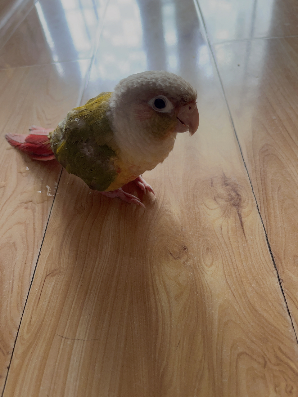 你.....这是干了啥坏事呀?[啊]——萌宠成长记